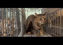 金門縣動物收容中心,編號:469904, 混種貓                 