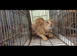 金門縣動物收容中心,編號:469905, 混種貓                 