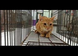 金門縣動物收容中心,編號:469906, 混種貓                 