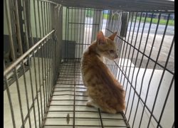金門縣動物收容中心,編號:469907, 混種貓                 