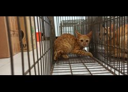 金門縣動物收容中心,編號:469908, 混種貓                 
