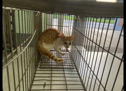 金門縣動物收容中心,編號:469910, 混種貓                 