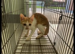 金門縣動物收容中心,編號:469911, 混種貓                 
