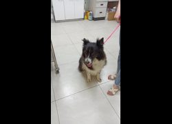 金門縣動物收容中心,編號:469912, 混種犬          
