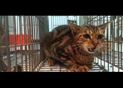 金門縣動物收容中心,編號:469913, 混種貓                 