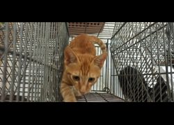 金門縣動物收容中心,編號:469914, 混種貓                 