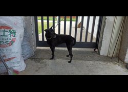 金門縣動物收容中心,編號:469915, 混種犬          