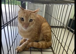 金門縣動物收容中心,編號:469916, 混種貓                 