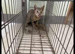 金門縣動物收容中心,編號:469917, 混種貓                 
