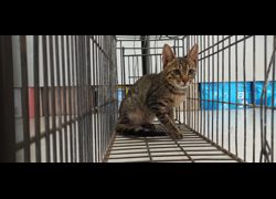 金門縣動物收容中心,編號:469918, 混種貓                 