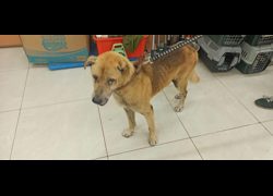 金門縣動物收容中心,編號:469919, 混種犬          