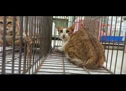 金門縣動物收容中心,編號:469920, 混種貓                 
