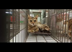 金門縣動物收容中心,編號:469921, 混種貓                 