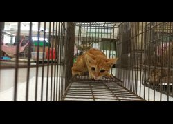 金門縣動物收容中心,編號:469922, 混種貓                 