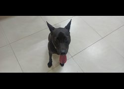 金門縣動物收容中心,編號:469923, 混種犬          