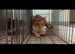 金門縣動物收容中心,編號:469924, 混種貓                 