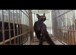金門縣動物收容中心,編號:469925, 混種貓                 