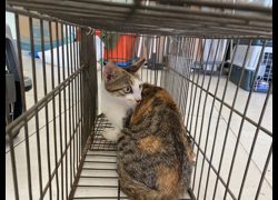 金門縣動物收容中心,編號:469926, 混種貓                 