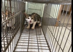 金門縣動物收容中心,編號:469927, 混種貓                 
