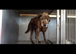 金門縣動物收容中心,編號:469929, 混種犬          