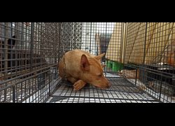 金門縣動物收容中心,編號:469930, 混種犬          