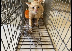 金門縣動物收容中心,編號:469931, 混種貓                 