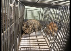 金門縣動物收容中心,編號:469932, 混種貓                 
