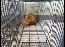 金門縣動物收容中心,編號:469933, 混種貓                 