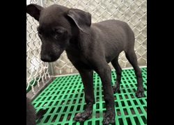 臺東縣動物收容中心,編號:469935, 混種犬          