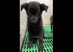 臺東縣動物收容中心,編號:469936, 混種犬          