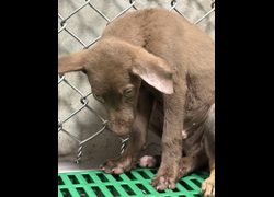 臺東縣動物收容中心,編號:469938, 混種犬          