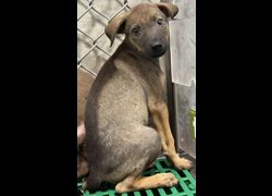 臺東縣動物收容中心,編號:469939, 混種犬          
