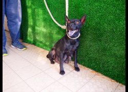 南投縣公立動物收容所,編號:469943, 混種犬          