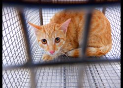 南投縣公立動物收容所,編號:469944, 混種貓                 