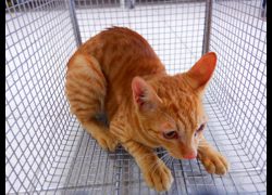 南投縣公立動物收容所,編號:469946, 混種貓                 