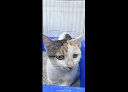 苗栗縣動物保護教育園區,編號:469949, 混種貓                 