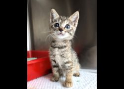 新竹縣動物保護教育園區,編號:469950, 混種貓                 