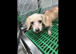 臺東縣動物收容中心,編號:469958, 混種犬          