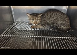 臺北市動物之家,編號:469964, 混種貓                 