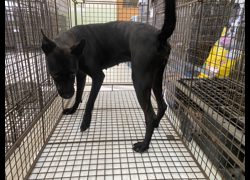 金門縣動物收容中心,編號:469959, 混種貓                 