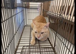 金門縣動物收容中心,編號:469960, 混種貓                 