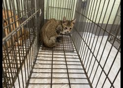金門縣動物收容中心,編號:469961, 混種貓                 