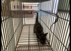金門縣動物收容中心,編號:469962, 混種貓                 