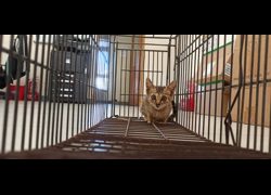 金門縣動物收容中心,編號:469963, 混種貓                 