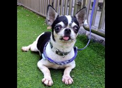 新竹縣動物保護教育園區,編號:469967, 吉娃娃犬