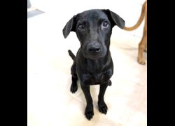 新竹縣動物保護教育園區,編號:469797, 混種犬          