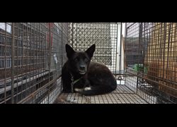 金門縣動物收容中心,編號:469986, 混種犬          