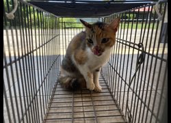 金門縣動物收容中心,編號:469987, 混種貓                 