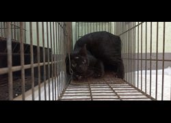 金門縣動物收容中心,編號:469988, 混種貓                 