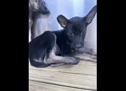 苗栗縣動物保護教育園區,編號:469995, 混種犬          